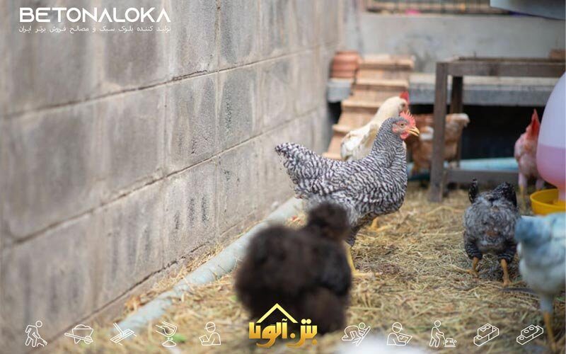 ساخت لانه مرغ با بلوک سیمانی